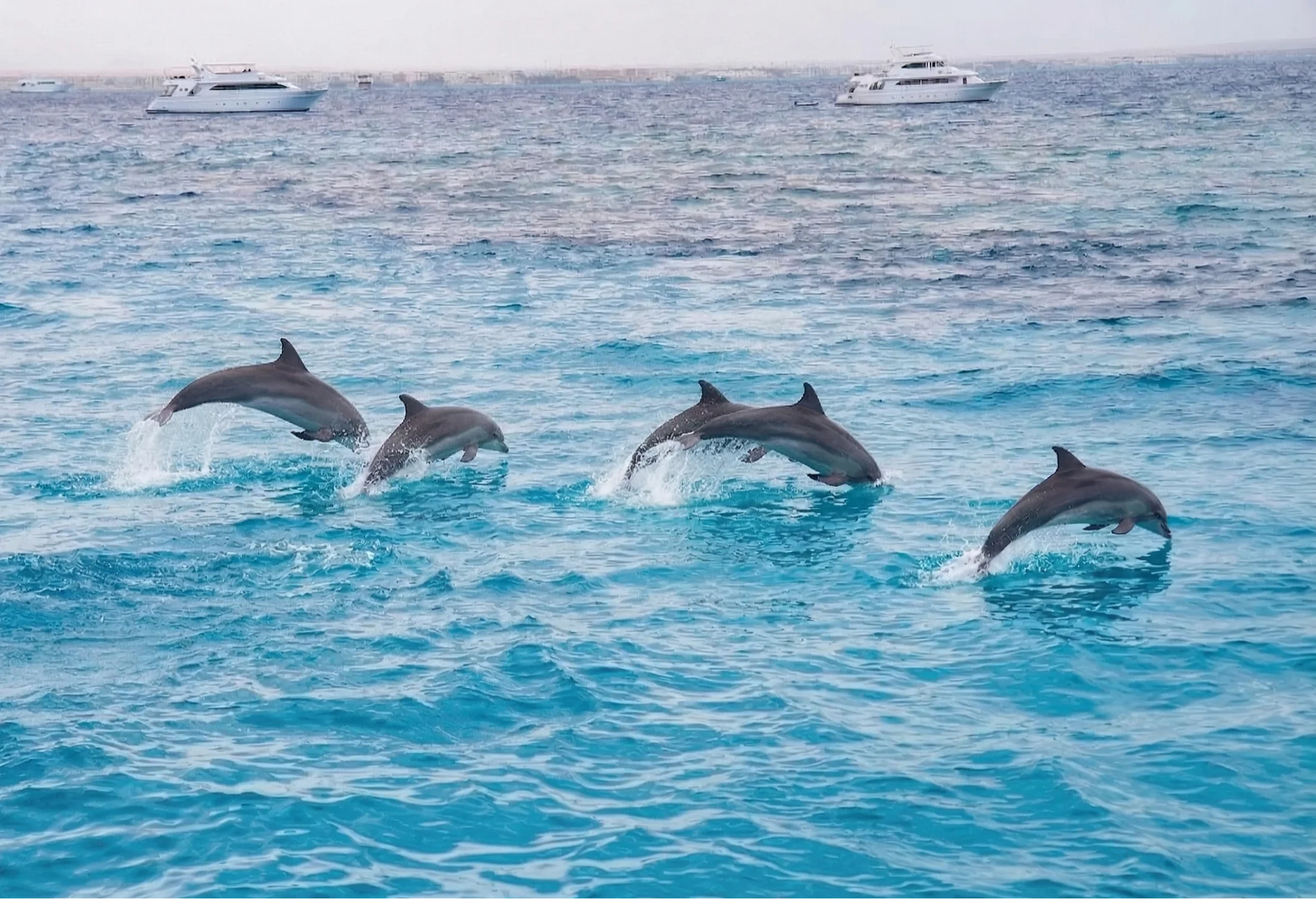 Дельфины в Красном море